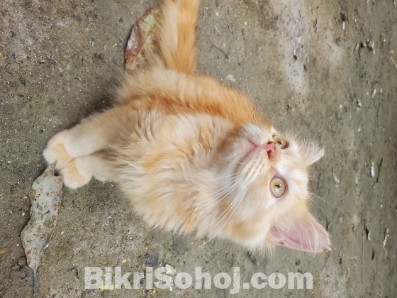 Pure persian cat